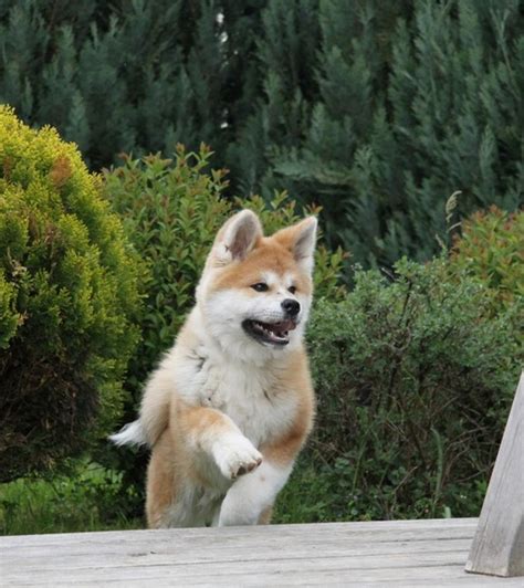 Akita Bildergalerie Akita Welpen Akita Inu Welpen Zucht Chikyu