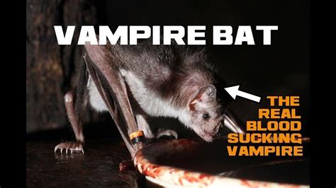 10 Vampire Bat Facts Halloween Special The Real Life Blood Sucking