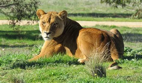 San Diego Zoo Safari Park Welcome New Lion | The Animal Facts