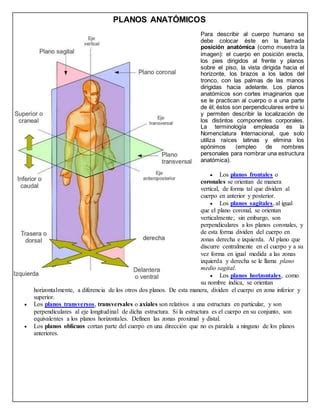 Planos anatómicos y términos anatómicos PDF