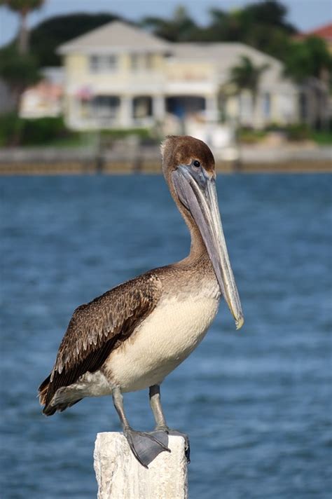 Pelican Beak Florida Water - Free photo on Pixabay