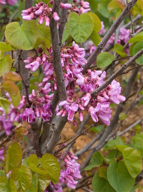 Western Redbud