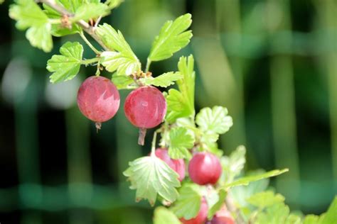 Captivator Gooseberry Ribes Uva Crispa Captivator