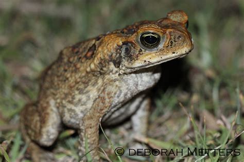 Methods For The Field Euthanasia Of Cane Toads Pestsmart