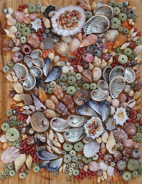 The Best Shell Beach Ever Shell Beach Shells Shell Collection