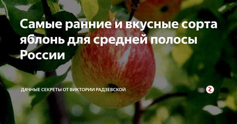 Самые ранние и вкусные сорта яблонь для средней полосы России ...