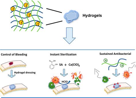 Frontiers Injectable Hyaluronic Acid Oxidized Chitosan Hydrogels With