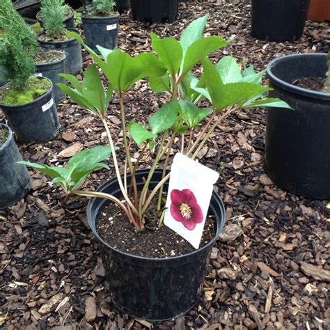 Helleborus Annas Red Bunkers Hill Plant Nursery