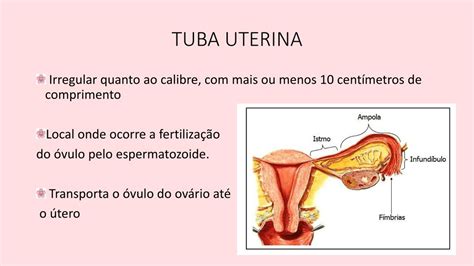 Ppt Sistema Reprodutor Feminino Powerpoint Presentation Free