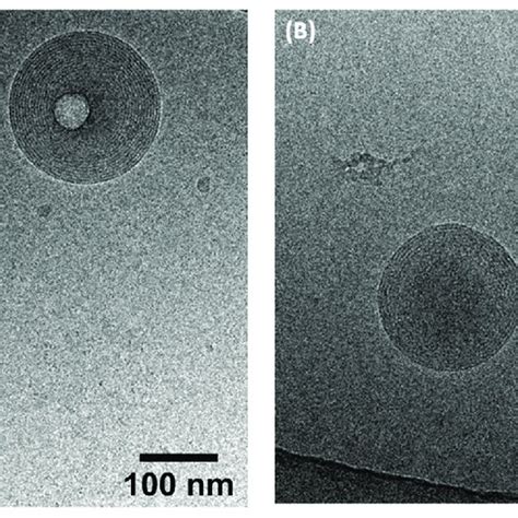 Cryo-TEM images of the formed self-assemblies: (A) AzaEPA, (B) AzaDHA ...