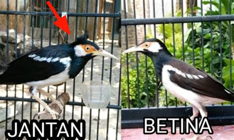 8 Perbedaan Jalak Suren Jantan Dan Betina