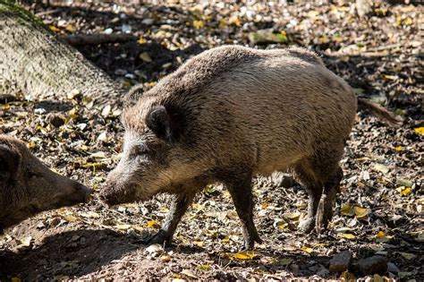 Cosa Fare Se Si Incontra Un Cinghiale Nanopress