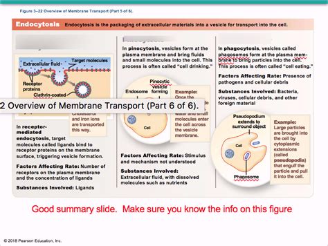 Bsc Fsu Exam Lectures Diagram Quizlet