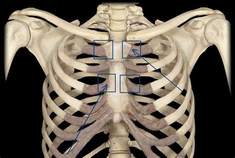 Anatomy Joints Anatomy 101 With Pasquini At School Of Veterinary