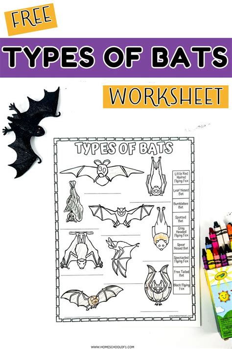 Different Types Of Bats Worksheet Free Printable In 2024 Bat