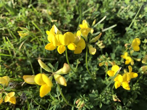 Wisconsin Wildflower Bird S Foot Trefoil Lotus Corniculatus