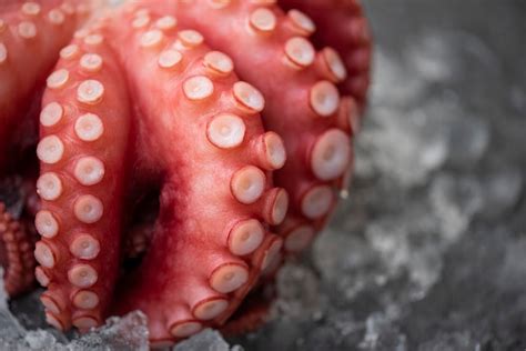 Premium Photo Fresh Octopus On Ice And Dark Background Boiled Whole