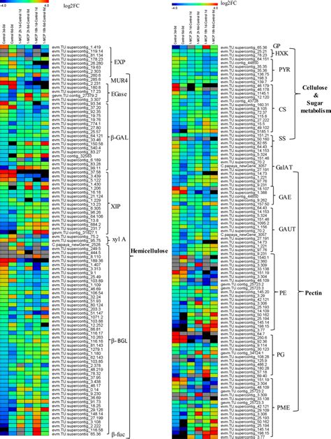 Heat Map Display Of DEGs Involved In Cell Wall Metabolic Pathways Under