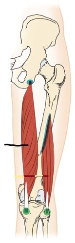 Hip Muscle 3 Flashcards Quizlet