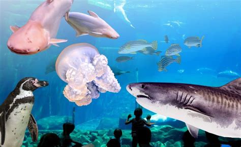 Acuario De Veracruz Exhibición Costos Y Horarios 2024