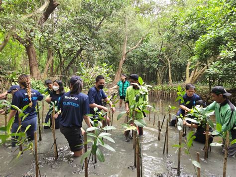 Menanam Bibit Mangrove Bersama Medtronic Indonesia Dan Komunitas