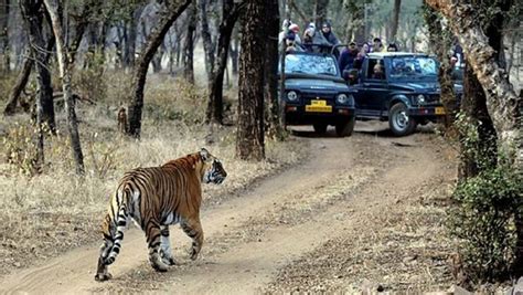full day kanha national park tiger safari