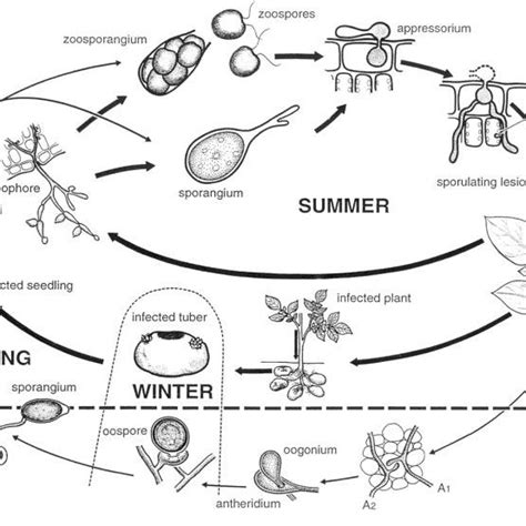 Asexual Life Cycles Of Phytophthora Infestans Laboratory Of Download Scientific Diagram