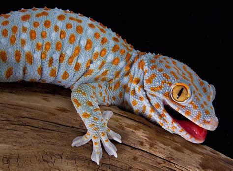 Gecko: der scheue und faszinierende Kletterkünstler im Porträt