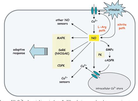 Figure From Nitric Oxide Signalling In Plants Interplays With Ca