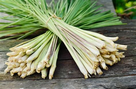 10 Unexpected Benefits Of Lemongrass You Need To Know LifeHack