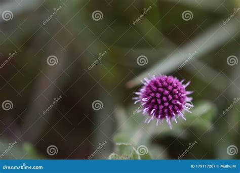 Sphaeranthus Indicus Indian Globe Thistle Gorakhmundi Stock Photography