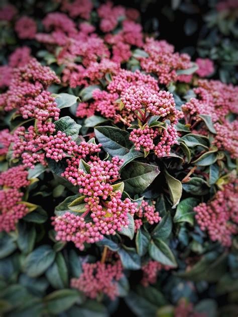 Photo By Niggarmdl Red Peppercorn Plants Peppercorn