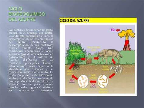 Ciclo Biogeoquimico De Los Elementos Ppt