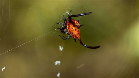 Long-Winged Kite Spider Pictures - AZ Animals