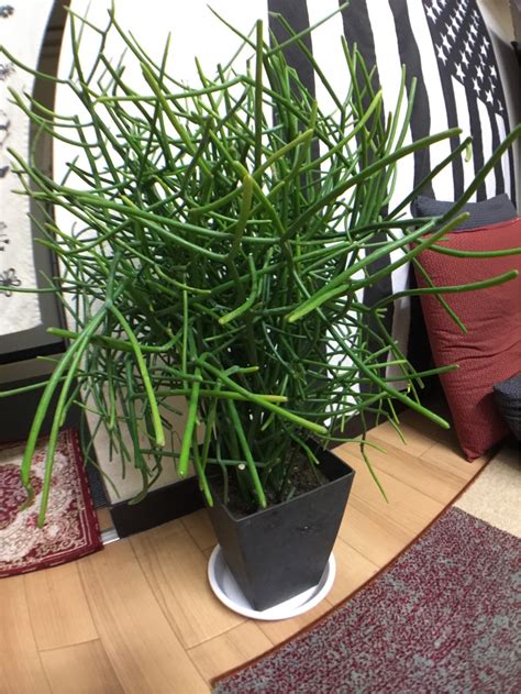 species identification - Identify this indoor plant with strange stem ...