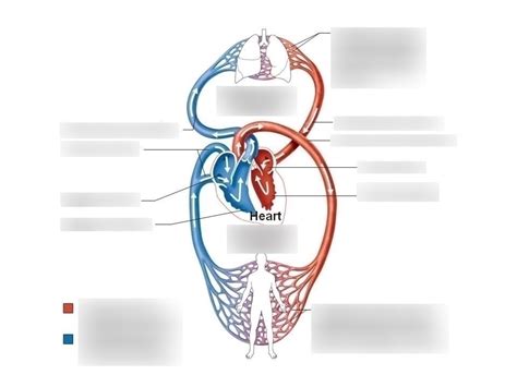 Heart Circulation Diagram | Quizlet