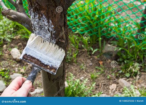 Rbol De Cal Que Procesa En Primavera Foto De Archivo Imagen De Fruta