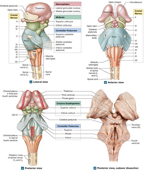 Brainstem Gross Anatomy