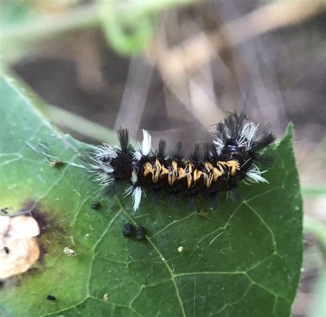 Euchaetes From Guadalupe River State Park Bergheim Tx Us On June