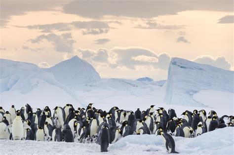 March of the Penguins 2 Photos and Details | POPSUGAR News