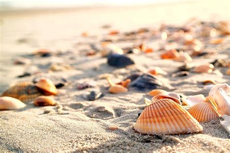 Seashells Up Close Myrtle Beach South Carolina Photograph By Tesa