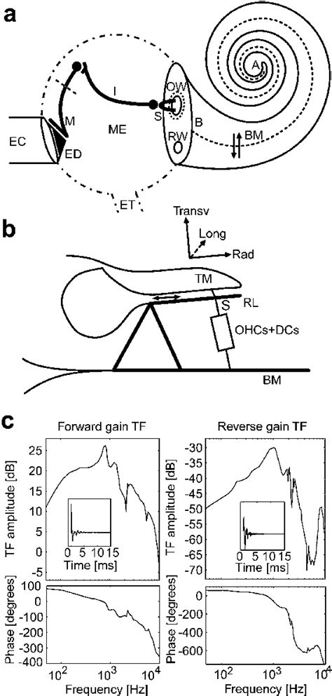 Inner And Middle Ear A Scheme Of The Peripheral Auditory System