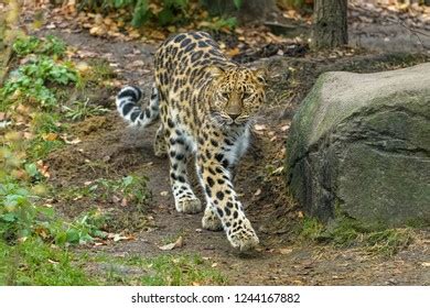 Amur Leopard Looking Prey Forest Stock Photo 1244167882 | Shutterstock