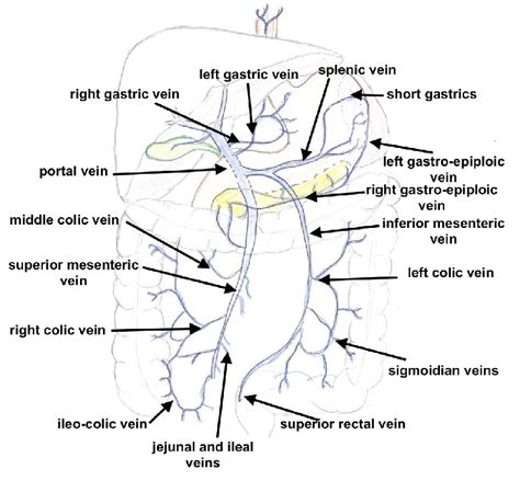 Venous Supply Of The Stomach Bullet Lymphatic Drainage ᴏ Anatomically