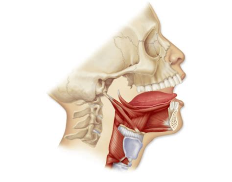 Muscles that move the tongue Quiz