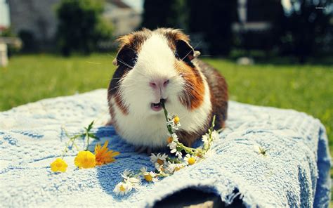 Guinea Pig Wallpaper 64 Images