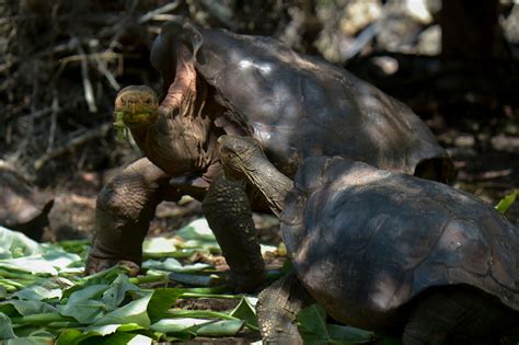 130 Year Old Breeding Galápagos Tortoise Saved His Species From Near