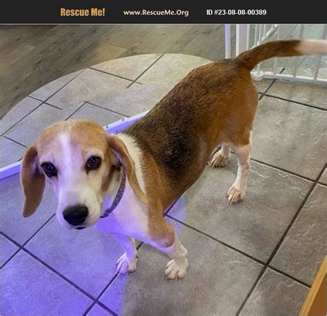 Adopt Beagle Rescue Liberty Hill Tx