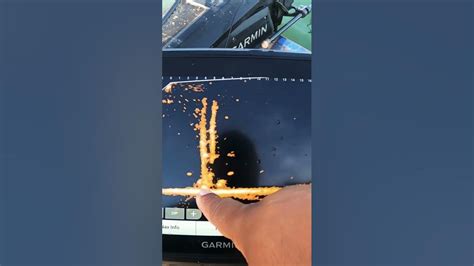 How To Read And Understand Your Livescope Display - YouTube