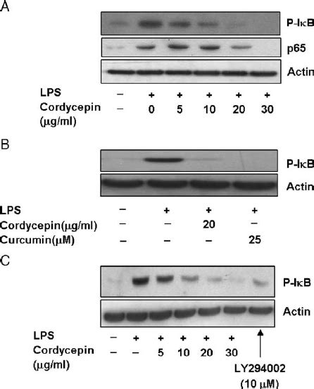 Effect Of Cordycepin On Akt And P Phosphorylation In Raw